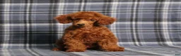 Miniature Poodle dogs for sale: CJ - Ad 3