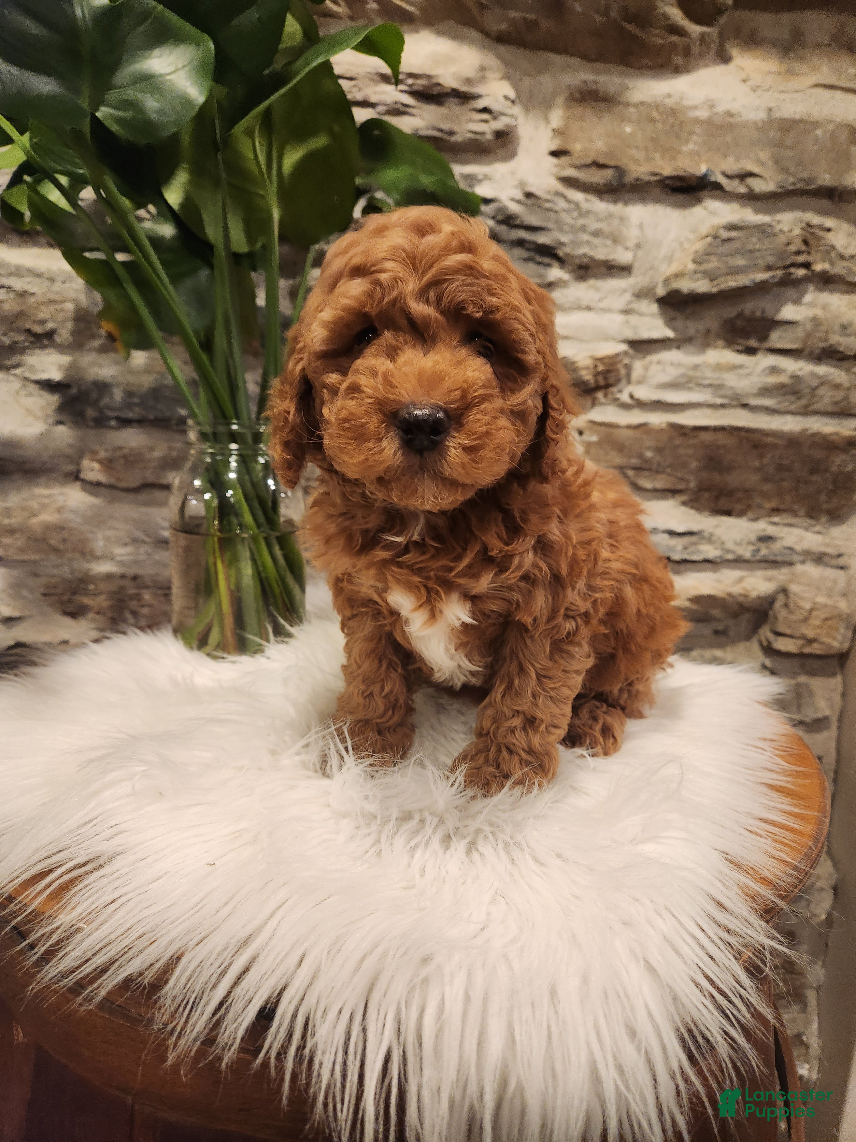 Mini Bernedoodle dogs CARAMEL - MINI BERNEDOODLE LOVELY PUPPY (RICHLAND, PA) - F1BB - Ad 1