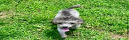 Mixed Breed dogs for sale: Little boy - Ad 4