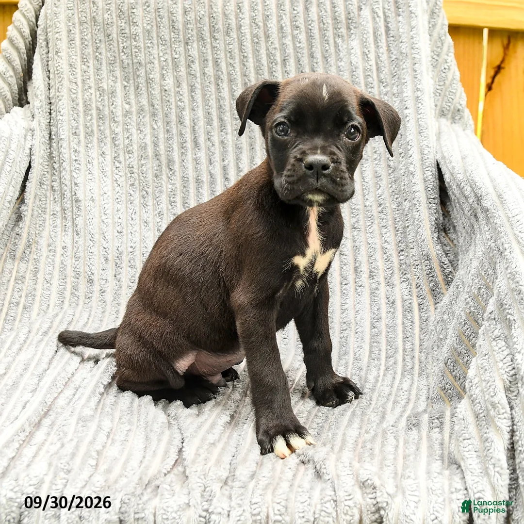 Mixed Breed dogs for sale: Ryan - Ad 2