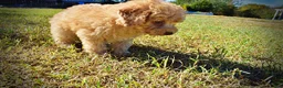 Havapoo dogs for sale: Dr. Pepper - Ad 12