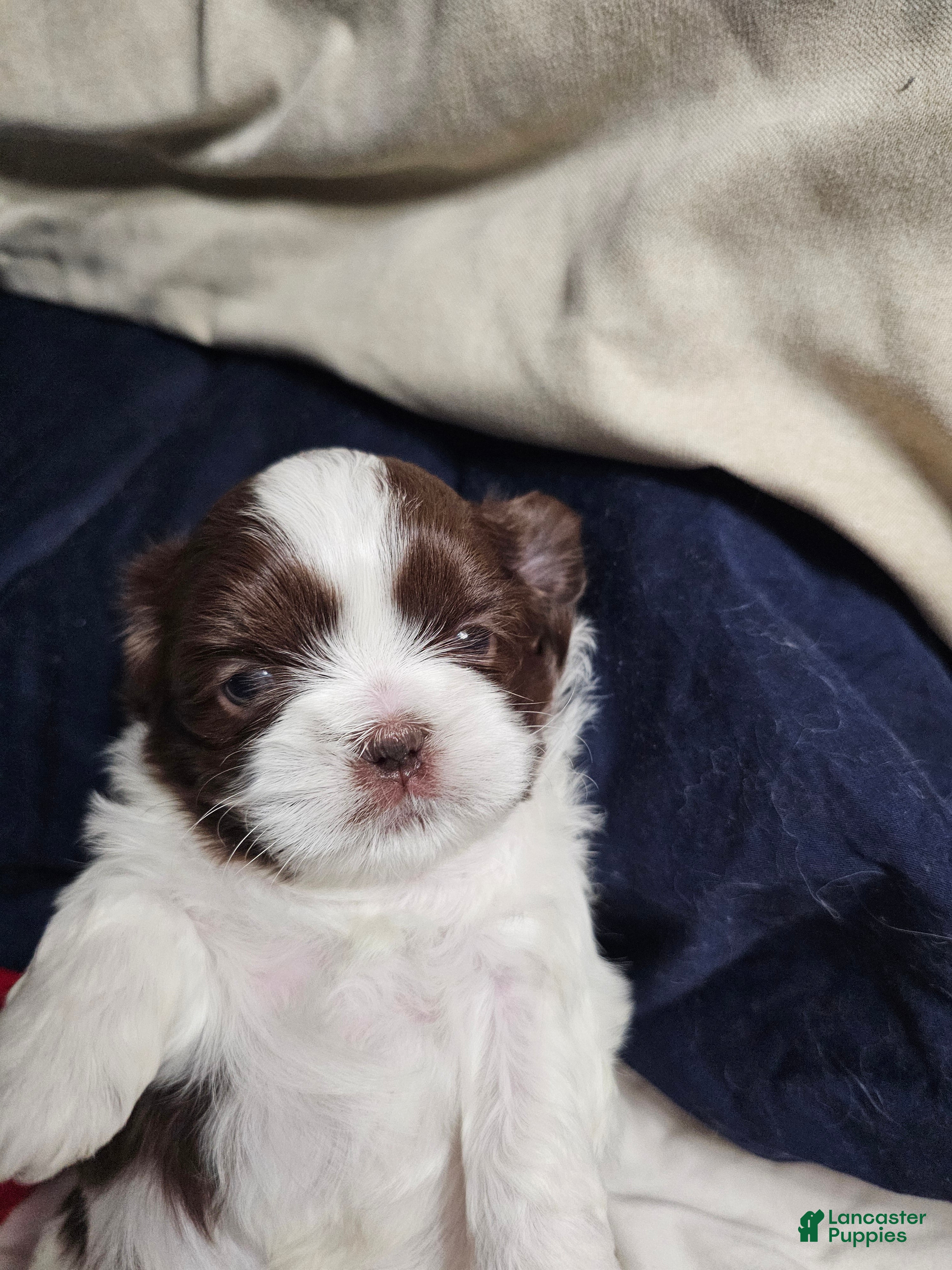 Shih Tzu dogs Bizkit - Ad 6