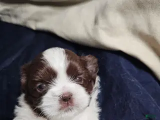 Shih Tzu dogs Bizkit - Ad 31