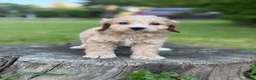 Cockapoo dogs for sale: Nova  - Ad 3