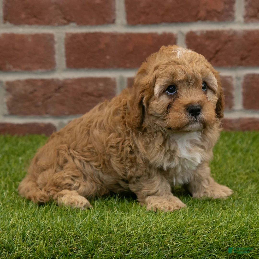 Cavapoo dogs for sale: Baxter - Ad 10