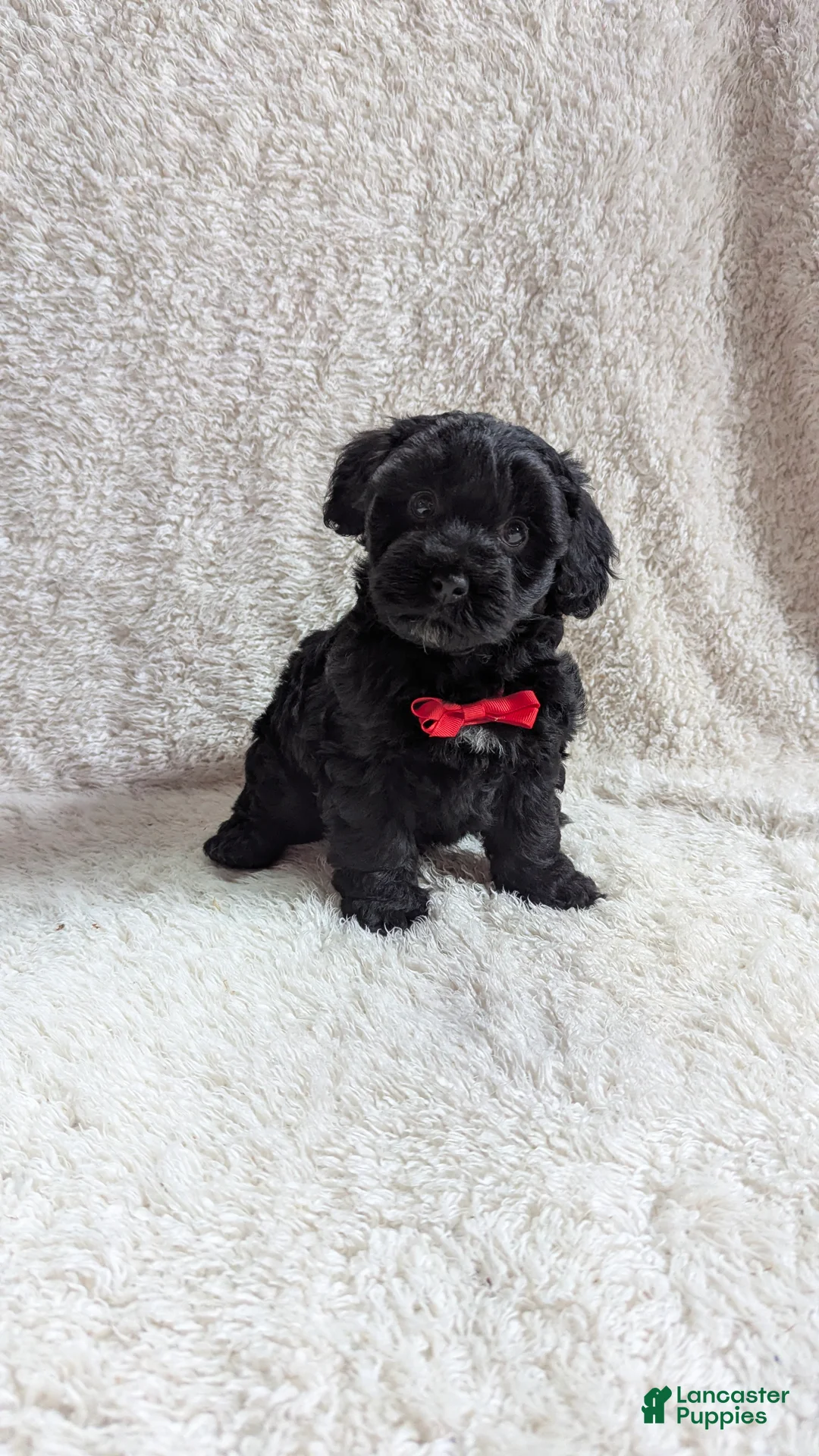 Yorkiepoo dogs for sale: Axel - Ad 12