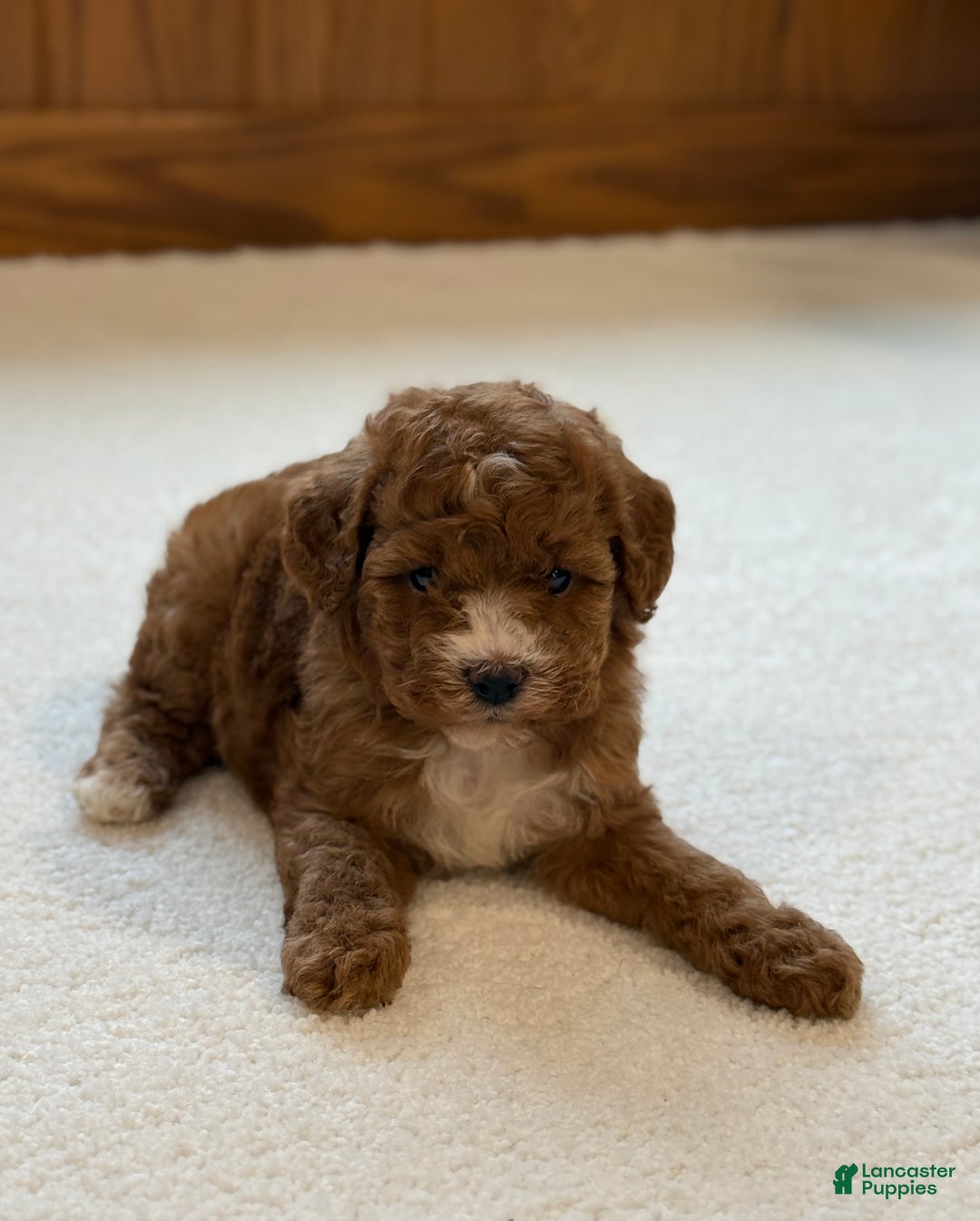 Miniature Poodle dogs for sale: Jasmine  - Ad 6