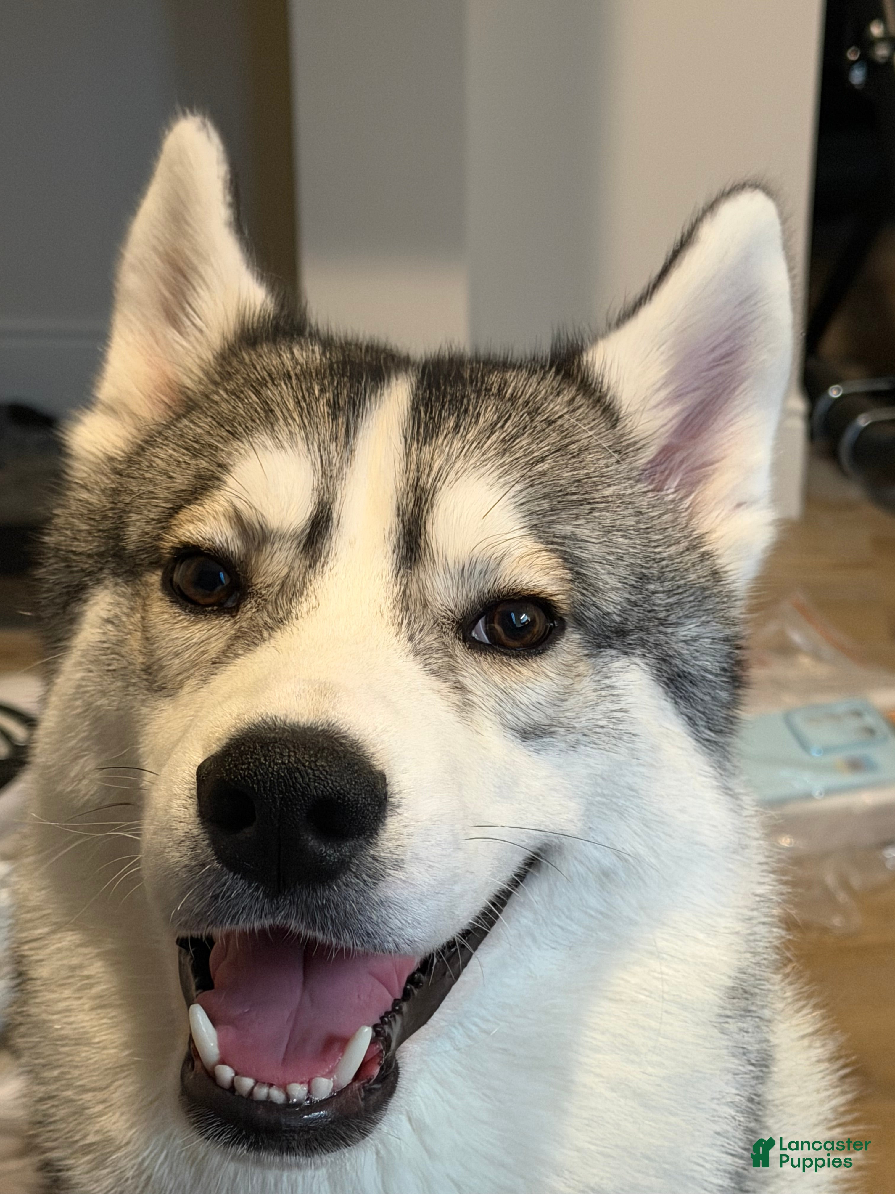 Siberian Husky dogs Siberian Husky - Ad 22