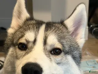 Siberian Husky dogs Siberian Husky - Ad 20