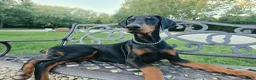 Doberman Pinscher dogs for sale: Malcolm - Ad 3