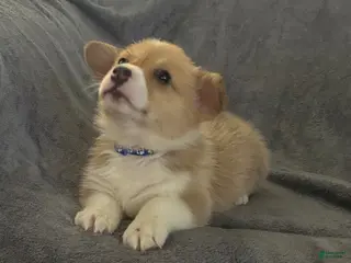 Welsh Corgi Pembroke dogs Welsh Corgi Pembroke Puppy 1 - Ad 33