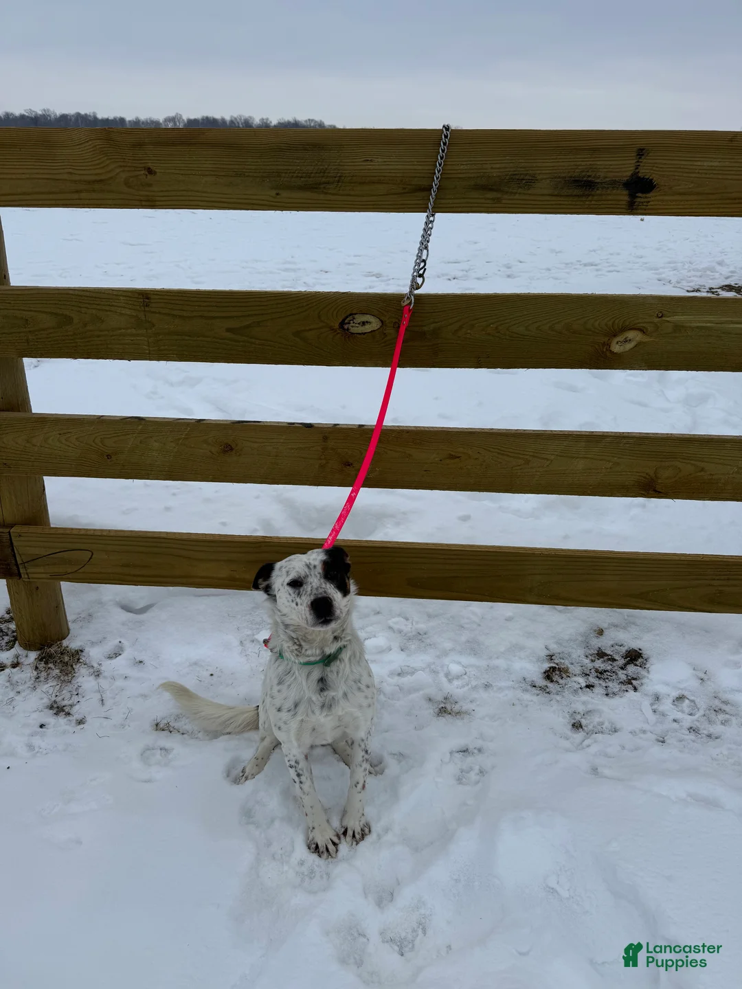 Australian Cattle Dog dogs for sale: Spotty - Ad 7