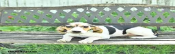 Mixed Breed dogs for sale: Dixie - Ad 3