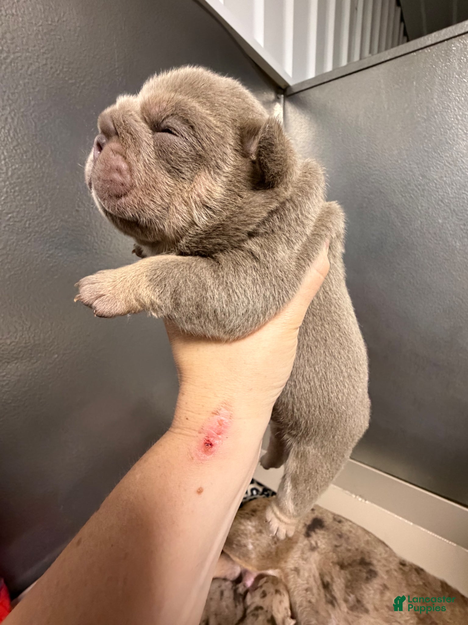 English Bulldog dogs Carmel - Ad 2