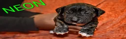 Presa Canario dogs for sale: Mr Neon  - Ad 7