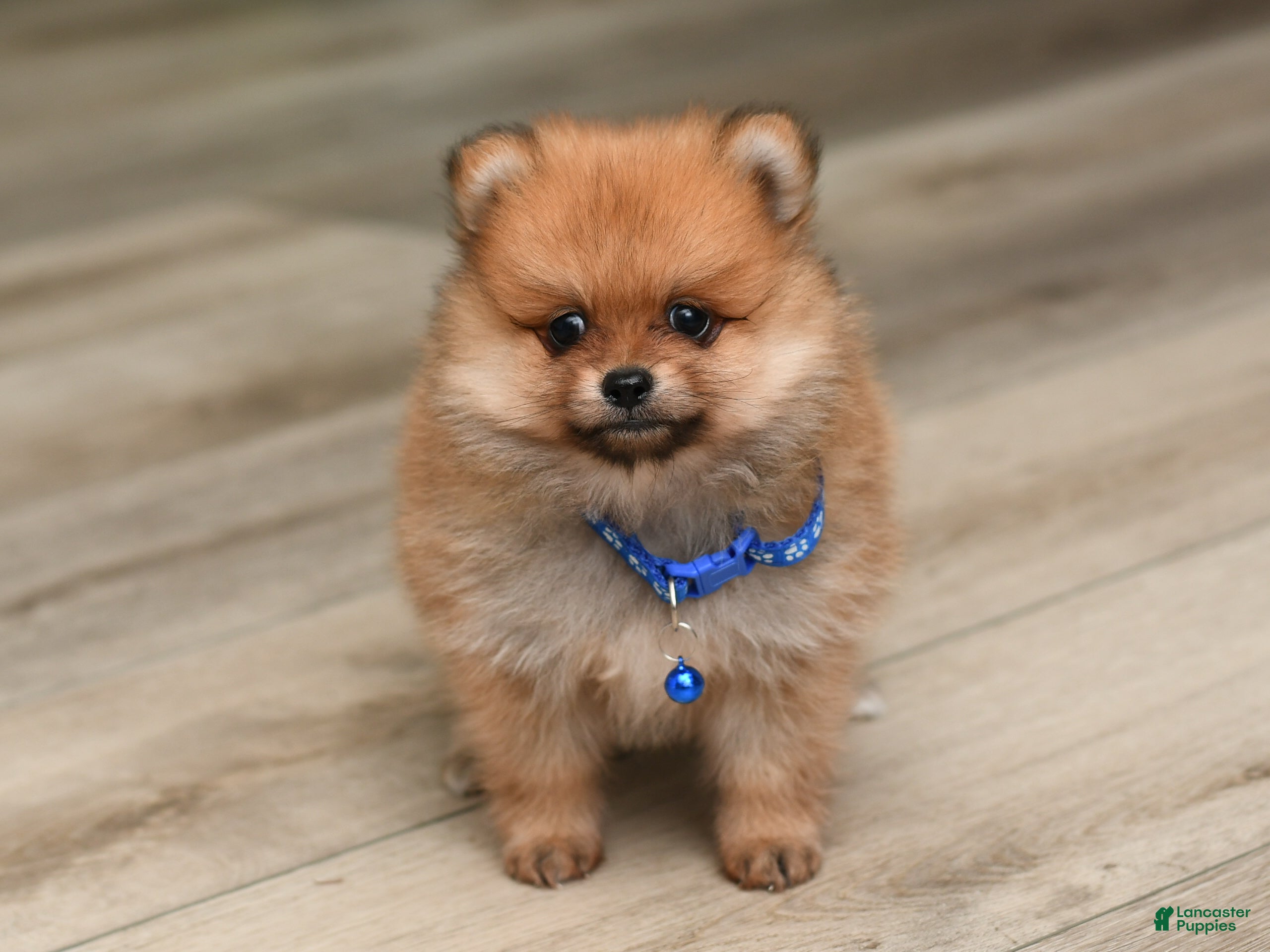 Pomeranian dogs Dillon - Ad 1