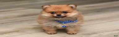 Dillon