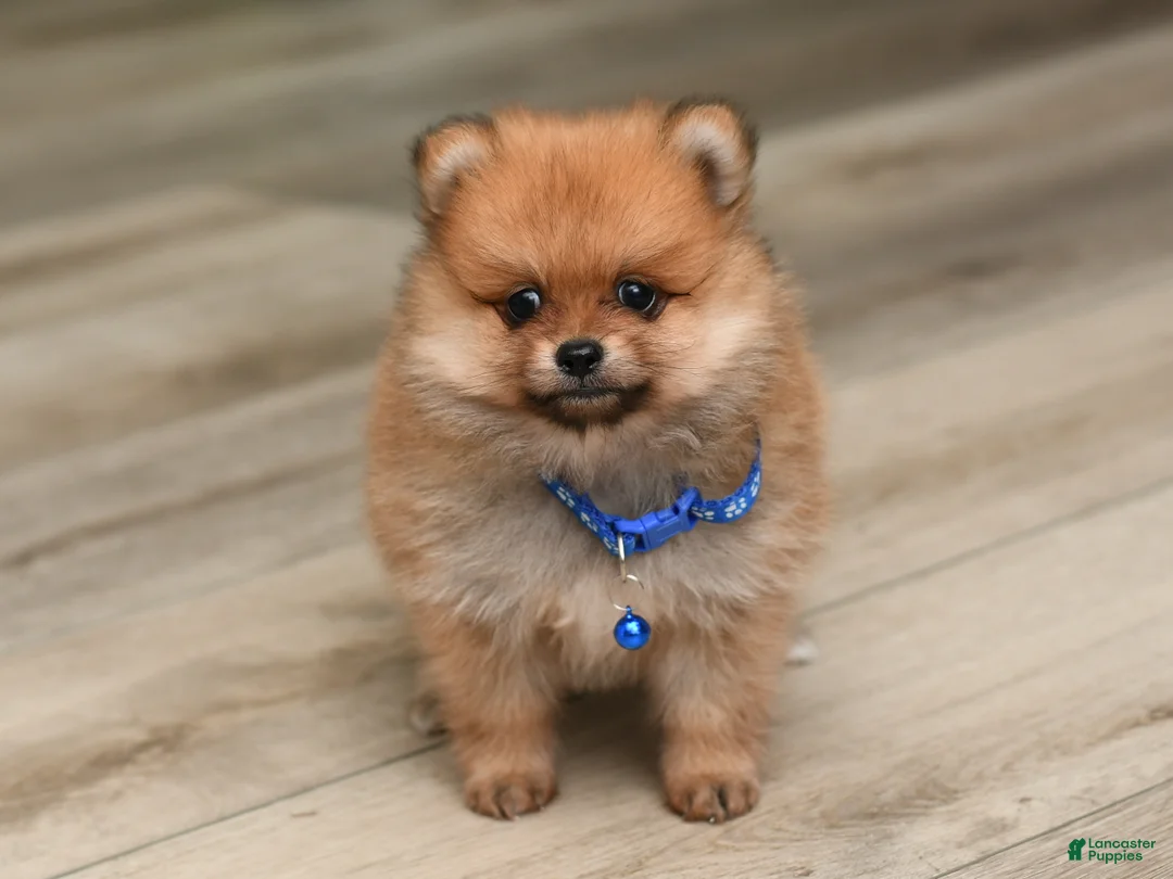 Pomeranian dogs for sale: Dillon - Ad 1