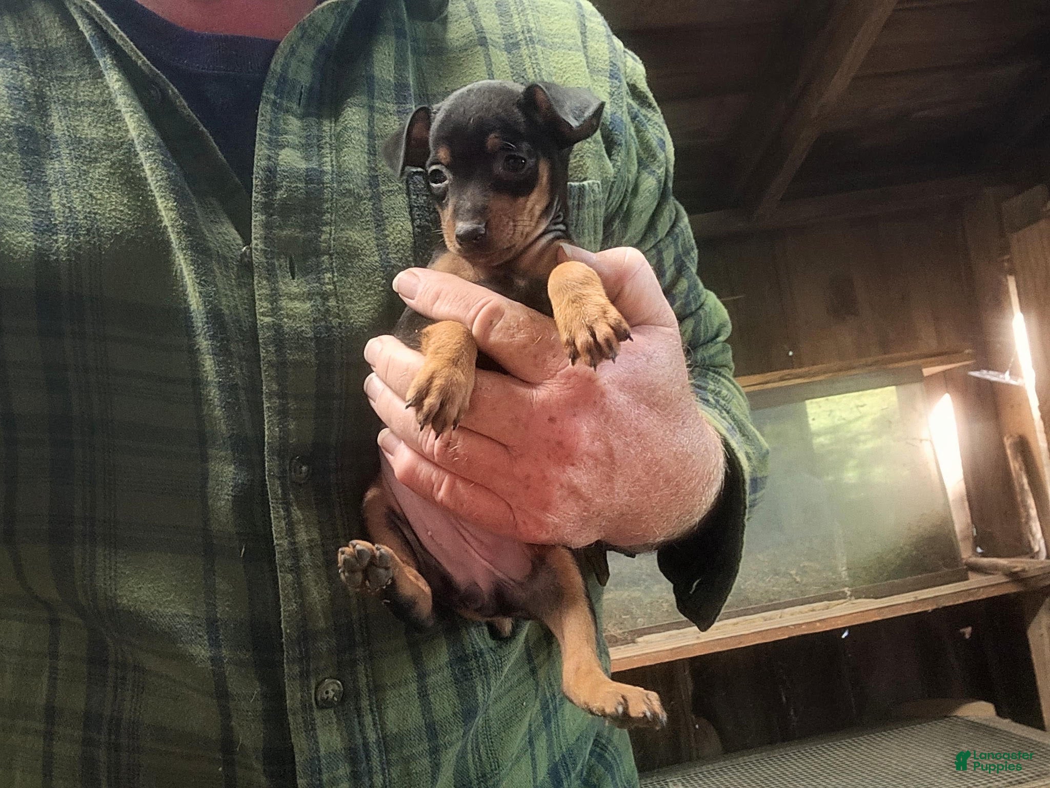 Miniature Pinscher dogs Penny - Ad 2