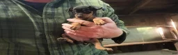 Miniature Pinscher dogs for sale: Penny - Ad 2