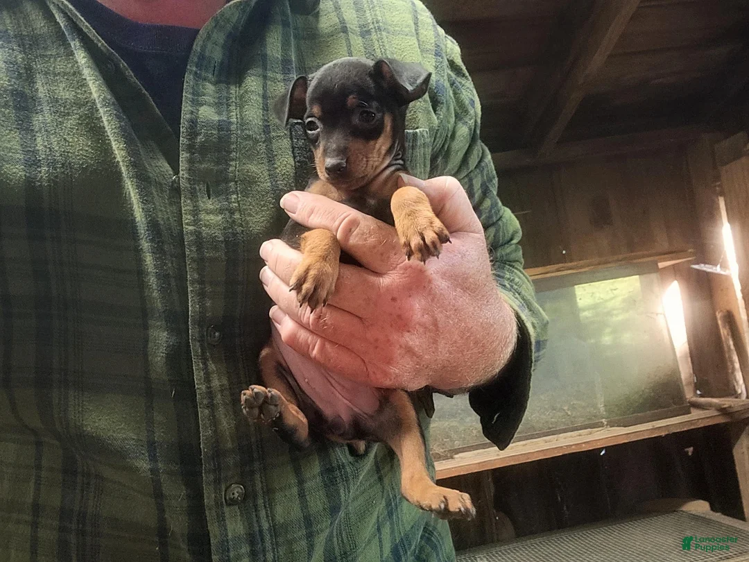 Miniature Pinscher dogs for sale: Penny - Ad 2