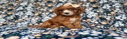 Cockapoo dogs for sale: Miley - Ad 4