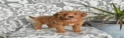Mini Goldendoodle dogs for sale: Roscoe - Ad 1