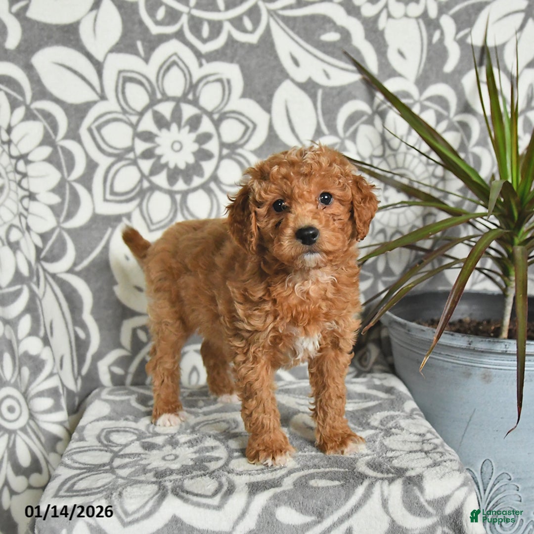 Mini Goldendoodle dogs for sale: Roscoe - Ad 1
