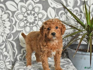 Mini Goldendoodle dogs Roscoe - Ad 39