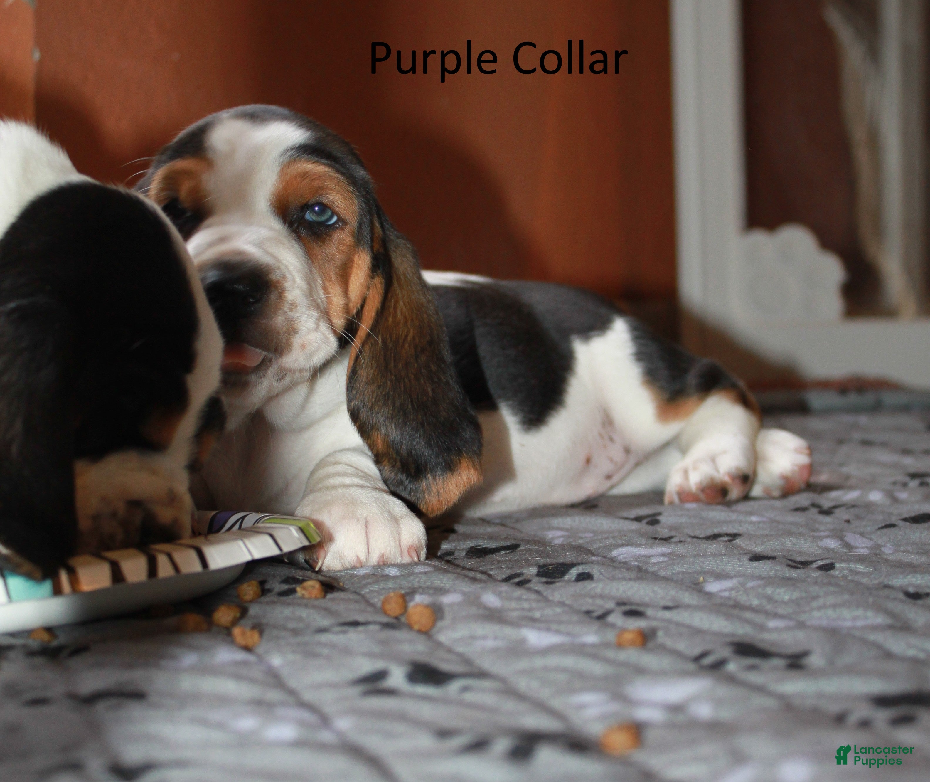 Basset Hound dogs Purple (Ellie May) - Ad 4