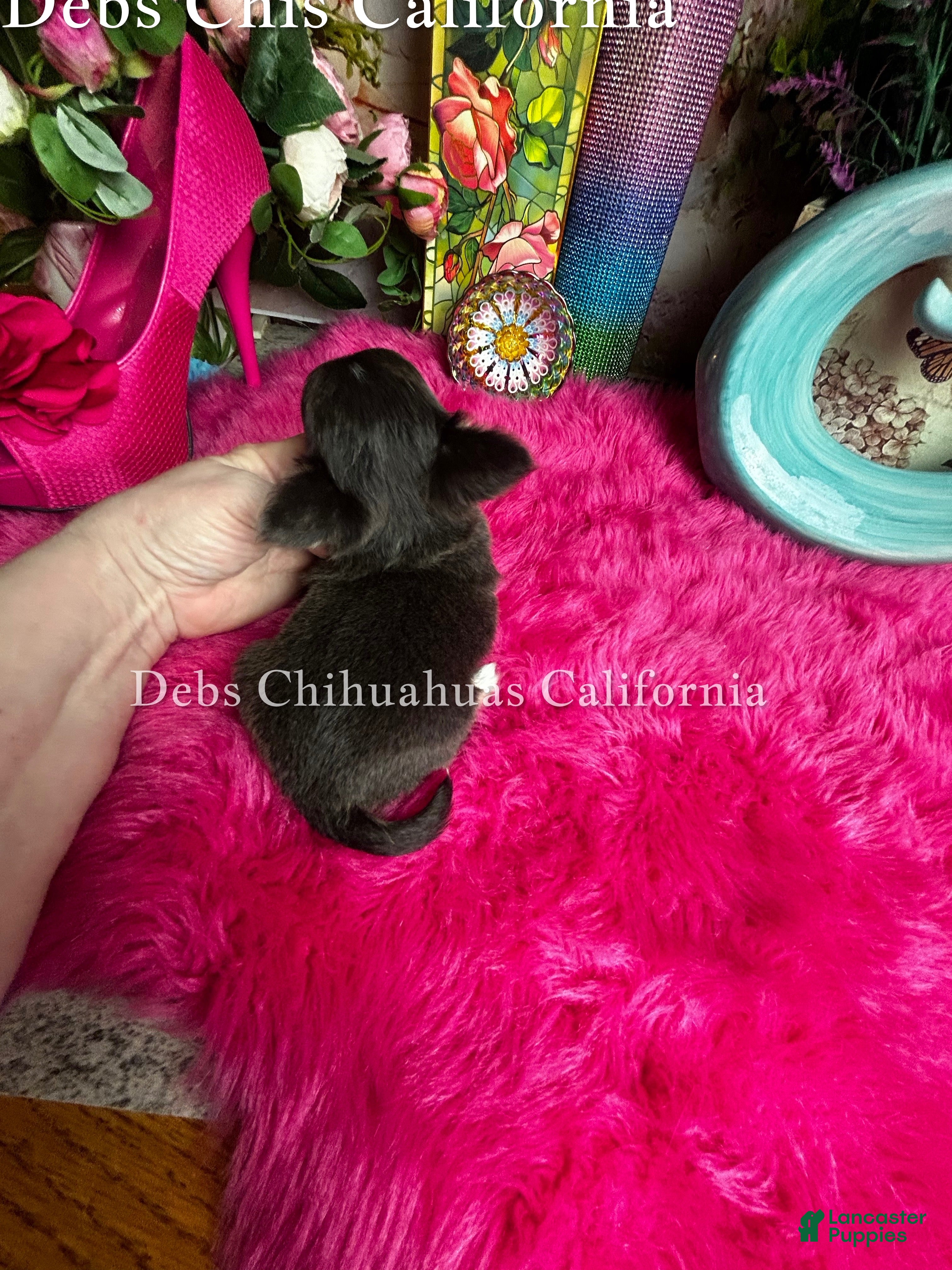 Chihuahua dogs Little Gizmo - Ad 2