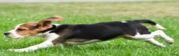 Beagle dogs for sale: Piper - Ad 5