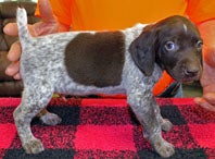 German Shorthaired Pointer dogs German Shorthaired Pointer Puppy 2 - Ad 1