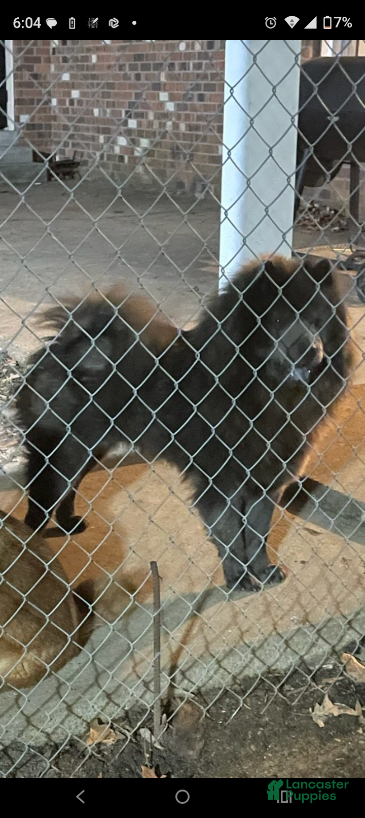 Chow Chow dogs for sale: Chow Chow Puppy 5 - Ad 2