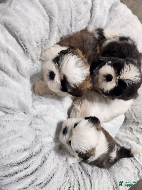 Shih Tzu dogs Shih Tzu Puppy 2 - Ad 11