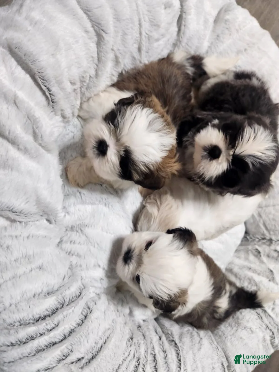 Shih Tzu dogs for sale: Shih Tzu Puppy 2 - Ad 1