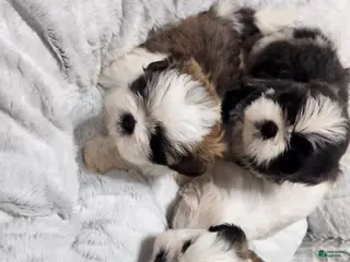 Shih Tzu dogs Shih Tzu Puppy 2 - Ad 11