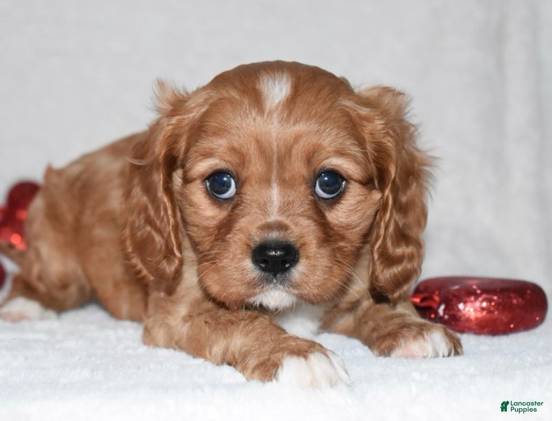 Cavalier King Charles Spaniel dogs for sale: Oscar - Ad 3