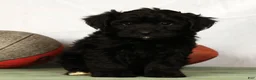 Yorkiepoo dogs for sale: Eden - Ad 7