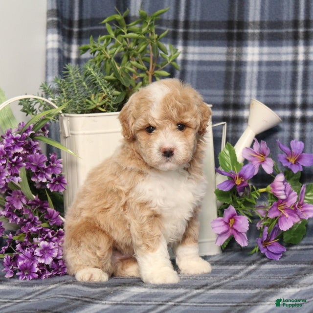 Miniature Poodle dogs Tobias  - Ad 1