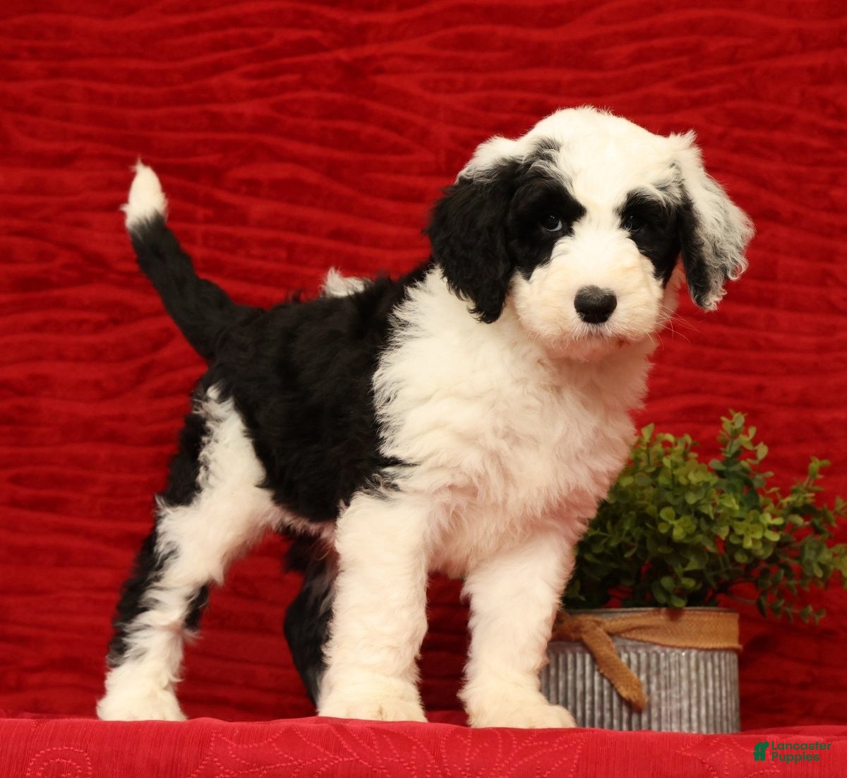 Sheepadoodle dogs for sale: Henry - Ad 1