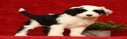 Sheepadoodle dogs for sale: Henry - Ad 1