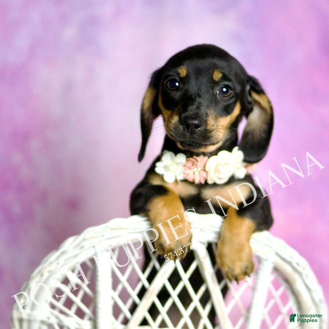 Miniature Dachshund dogs Brenda - Ad 42