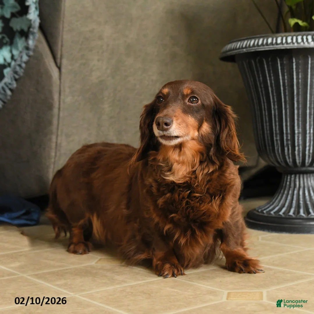 Miniature Dachshund dogs for sale: Harmony - Ad 1