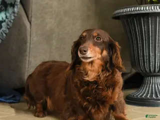 Miniature Dachshund dogs Harmony - Ad 24