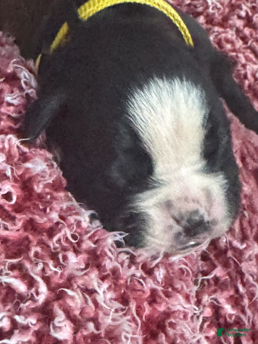 Boxer dogs for sale: Luna  - Ad 6