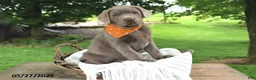 Labrador Retriever dogs for sale: Hans - Ad 1