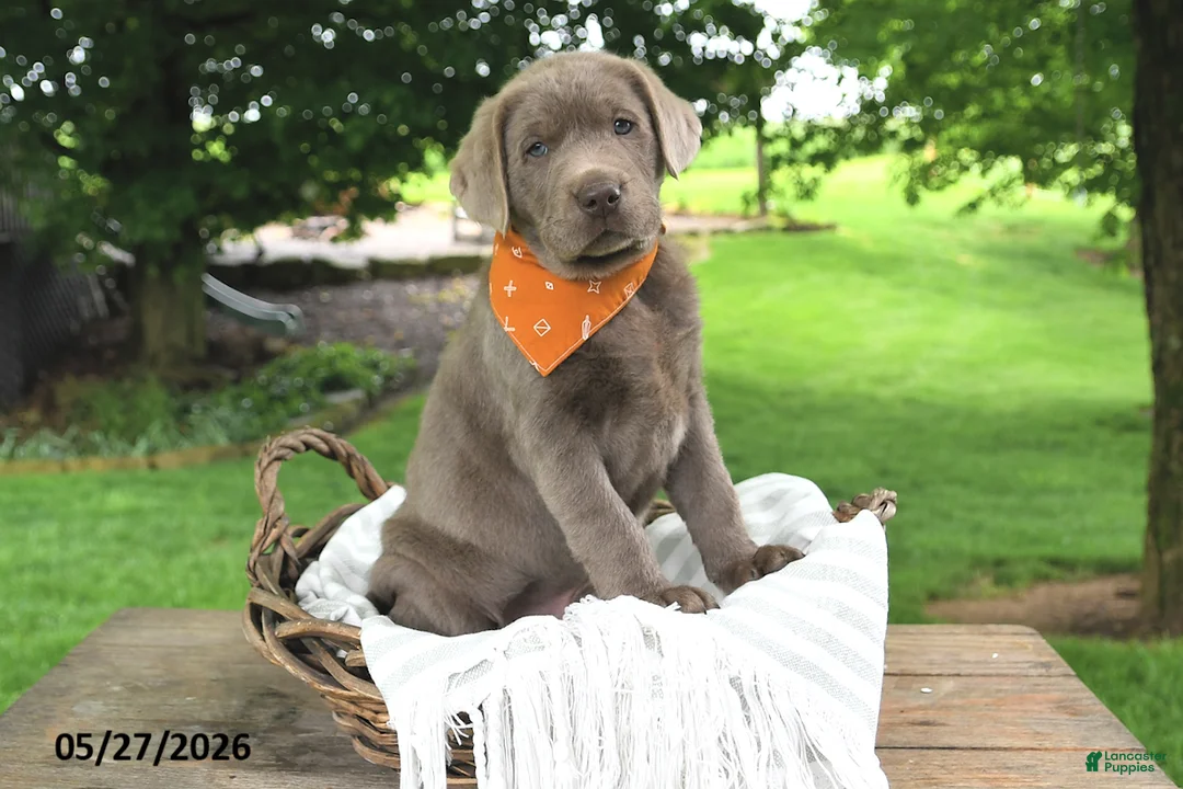 Labrador Retriever dogs for sale: Hans - Ad 1