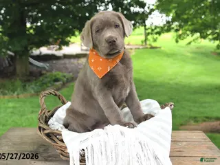 Labrador Retriever dogs for sale: Hans - Ad 4