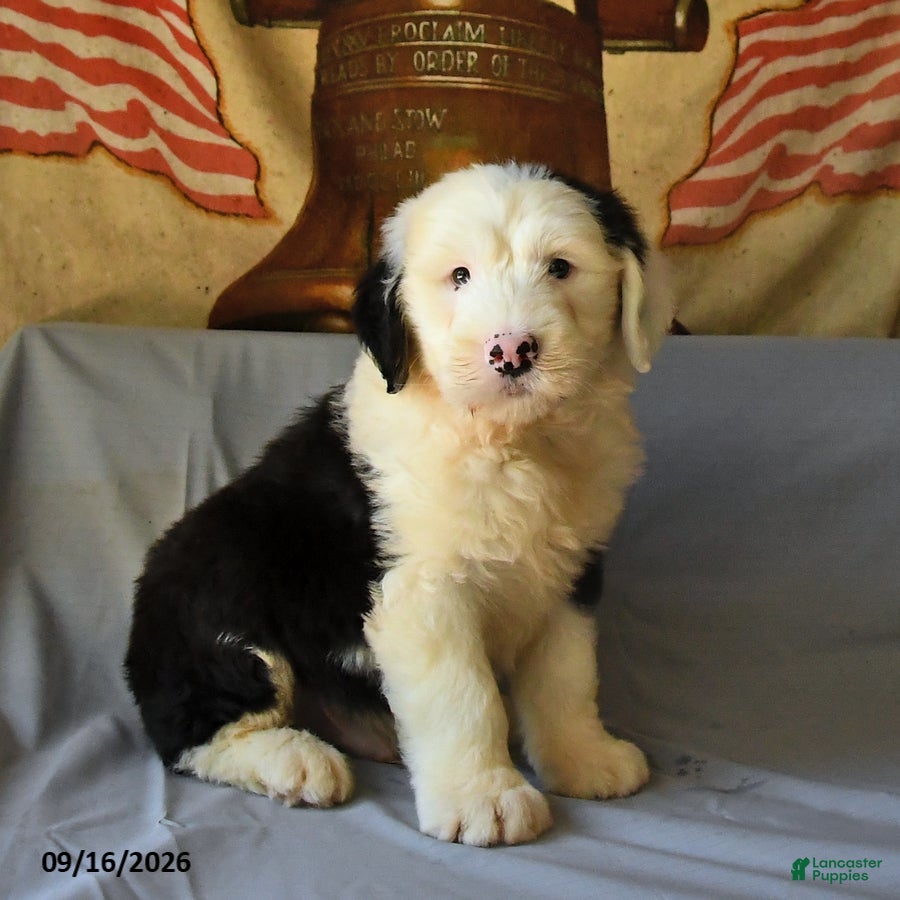 Old English Sheepdog dogs Flint - Ad 1